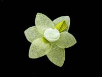 011 F пришивной элемент (упаковка 100 штук) салатовый