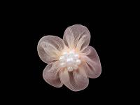 017 F пришивной элемент (упаковка 100 штук) персик