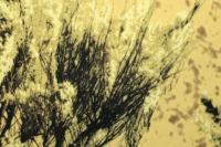 Оксфорд 240Д PU1000, RF 53