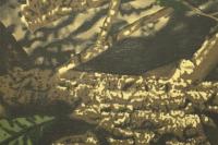 Ткань смесовая RF 34 (65%-ПЭ, 35%-хлопок), 130 г/м2, ш.150см, Китай