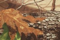 Оксфорд 240Д PU1000, RF 31-5