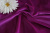  Ткань 3005 Бархат стрейч, ш.150см., №202 фуксия  ТриКатушки