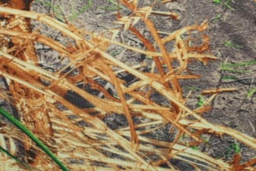  Оксфорд 240Д PU1000, RF 44  ТриКатушки