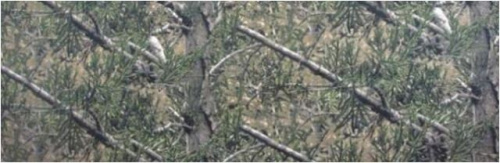  Оксфорд 240D PU1500 ОХОТА ш.150+-2 см. C86 Кедр  ТриКатушки